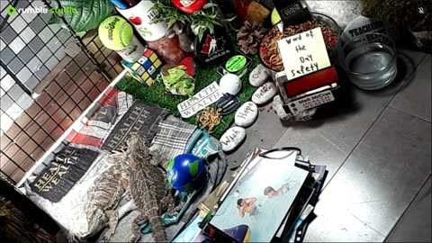 🔴LiveStream2025🔴05-08🍁🐉 Bearded🐲Dragons Day 37🔴 🍏Healthy4Life🐉 Mascots 🍎🐲 Meet Kobe & Health🐉 Day In The Life Of Bearded Dragons🐲🐉⭕Live🦎Streaming🔴