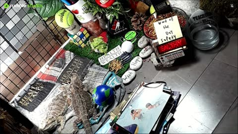 🔴LiveStream2025🔴05-08🍁🐉 Bearded🐲Dragons Day 37🔴 🍏Healthy4Life🐉 Mascots 🍎🐲 Meet Kobe & Health🐉 Day In The Life Of Bearded Dragons🐲🐉⭕Live🦎Streaming🔴