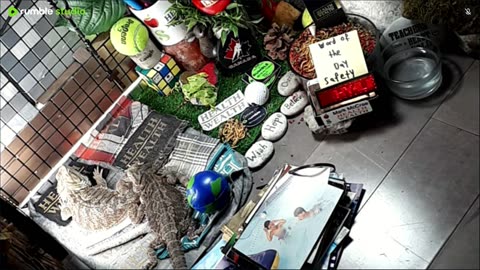 🔴LiveStream2025🔴05-08🍁🐉 Bearded🐲Dragons Day 37🔴 🍏Healthy4Life🐉 Mascots 🍎🐲 Meet Kobe & Health🐉 Day In The Life Of Bearded Dragons🐲🐉⭕Live🦎Streaming🔴