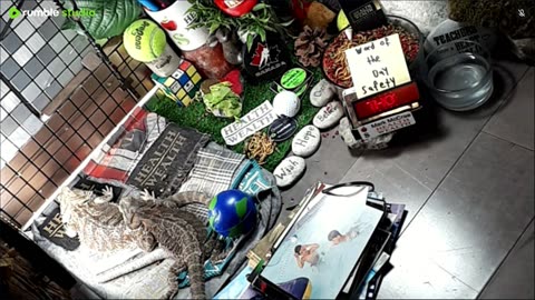 🔴LiveStream2025🔴05-08🍁🐉 Bearded🐲Dragons Day 37🔴 🍏Healthy4Life🐉 Mascots 🍎🐲 Meet Kobe & Health🐉 Day In The Life Of Bearded Dragons🐲🐉⭕Live🦎Streaming🔴