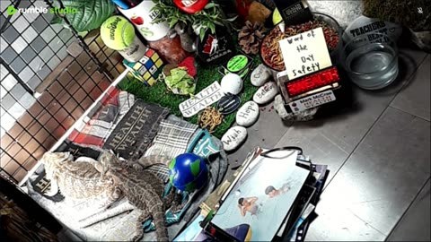 🔴LiveStream2025🔴05-08🍁🐉 Bearded🐲Dragons Day 37🔴 🍏Healthy4Life🐉 Mascots 🍎🐲 Meet Kobe & Health🐉 Day In The Life Of Bearded Dragons🐲🐉⭕Live🦎Streaming🔴