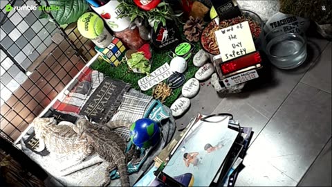 🔴LiveStream2025🔴05-08🍁🐉 Bearded🐲Dragons Day 37🔴 🍏Healthy4Life🐉 Mascots 🍎🐲 Meet Kobe & Health🐉 Day In The Life Of Bearded Dragons🐲🐉⭕Live🦎Streaming🔴