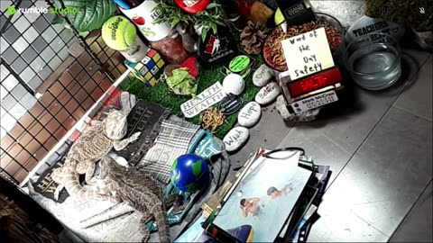 🔴LiveStream2025🔴05-08🍁🐉 Bearded🐲Dragons Day 37🔴 🍏Healthy4Life🐉 Mascots 🍎🐲 Meet Kobe & Health🐉 Day In The Life Of Bearded Dragons🐲🐉⭕Live🦎Streaming🔴