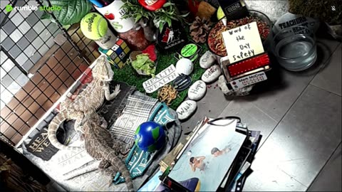 🔴LiveStream2025🔴05-08🍁🐉 Bearded🐲Dragons Day 37🔴 🍏Healthy4Life🐉 Mascots 🍎🐲 Meet Kobe & Health🐉 Day In The Life Of Bearded Dragons🐲🐉⭕Live🦎Streaming🔴