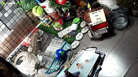 🔴LiveStream2025🔴05-08🍁🐉 Bearded🐲Dragons Day 37🔴 🍏Healthy4Life🐉 Mascots 🍎🐲 Meet Kobe & Health🐉 Day In The Life Of Bearded Dragons🐲🐉⭕Live🦎Streaming🔴