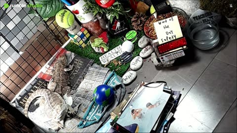 🔴LiveStream2025🔴05-08🍁🐉 Bearded🐲Dragons Day 37🔴 🍏Healthy4Life🐉 Mascots 🍎🐲 Meet Kobe & Health🐉 Day In The Life Of Bearded Dragons🐲🐉⭕Live🦎Streaming🔴