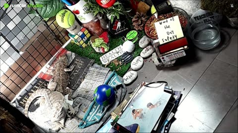 🔴LiveStream2025🔴05-08🍁🐉 Bearded🐲Dragons Day 37🔴 🍏Healthy4Life🐉 Mascots 🍎🐲 Meet Kobe & Health🐉 Day In The Life Of Bearded Dragons🐲🐉⭕Live🦎Streaming🔴