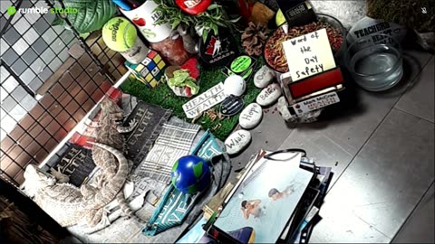 🔴LiveStream2025🔴05-08🍁🐉 Bearded🐲Dragons Day 37🔴 🍏Healthy4Life🐉 Mascots 🍎🐲 Meet Kobe & Health🐉 Day In The Life Of Bearded Dragons🐲🐉⭕Live🦎Streaming🔴