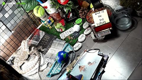 🔴LiveStream2025🔴05-08🍁🐉 Bearded🐲Dragons Day 37🔴 🍏Healthy4Life🐉 Mascots 🍎🐲 Meet Kobe & Health🐉 Day In The Life Of Bearded Dragons🐲🐉⭕Live🦎Streaming🔴