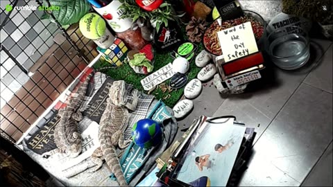 🔴LiveStream2025🔴05-08🍁🐉 Bearded🐲Dragons Day 37🔴 🍏Healthy4Life🐉 Mascots 🍎🐲 Meet Kobe & Health🐉 Day In The Life Of Bearded Dragons🐲🐉⭕Live🦎Streaming🔴