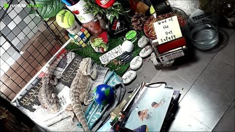🔴LiveStream2025🔴05-08🍁🐉 Bearded🐲Dragons Day 37🔴 🍏Healthy4Life🐉 Mascots 🍎🐲 Meet Kobe & Health🐉 Day In The Life Of Bearded Dragons🐲🐉⭕Live🦎Streaming🔴