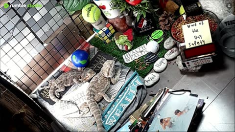 🔴LiveStream2025🔴05-08🍁🐉 Bearded🐲Dragons Day 37🔴 🍏Healthy4Life🐉 Mascots 🍎🐲 Meet Kobe & Health🐉 Day In The Life Of Bearded Dragons🐲🐉⭕Live🦎Streaming🔴