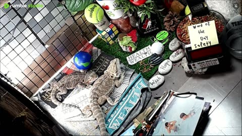 🔴LiveStream2025🔴05-08🍁🐉 Bearded🐲Dragons Day 37🔴 🍏Healthy4Life🐉 Mascots 🍎🐲 Meet Kobe & Health🐉 Day In The Life Of Bearded Dragons🐲🐉⭕Live🦎Streaming🔴