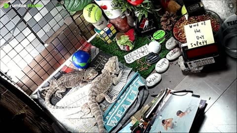 🔴LiveStream2025🔴05-08🍁🐉 Bearded🐲Dragons Day 37🔴 🍏Healthy4Life🐉 Mascots 🍎🐲 Meet Kobe & Health🐉 Day In The Life Of Bearded Dragons🐲🐉⭕Live🦎Streaming🔴