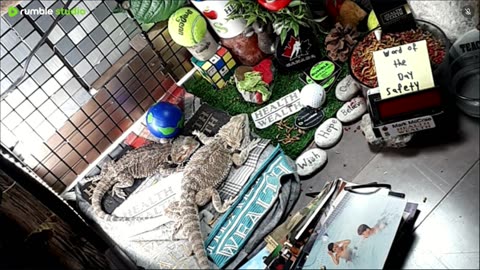🔴LiveStream2025🔴05-08🍁🐉 Bearded🐲Dragons Day 37🔴 🍏Healthy4Life🐉 Mascots 🍎🐲 Meet Kobe & Health🐉 Day In The Life Of Bearded Dragons🐲🐉⭕Live🦎Streaming🔴