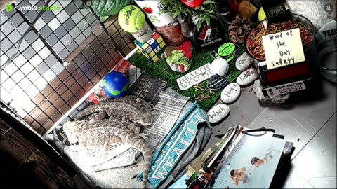 🔴LiveStream2025🔴05-08🍁🐉 Bearded🐲Dragons Day 37🔴 🍏Healthy4Life🐉 Mascots 🍎🐲 Meet Kobe & Health🐉 Day In The Life Of Bearded Dragons🐲🐉⭕Live🦎Streaming🔴