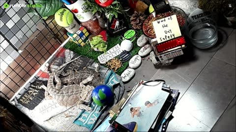🔴LiveStream2025🔴05-08🍁🐉 Bearded🐲Dragons Day 37🔴 🍏Healthy4Life🐉 Mascots 🍎🐲 Meet Kobe & Health🐉 Day In The Life Of Bearded Dragons🐲🐉⭕Live🦎Streaming🔴
