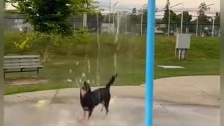 😂🐶 This Dog's Life is Better Than Yours! | FunFM