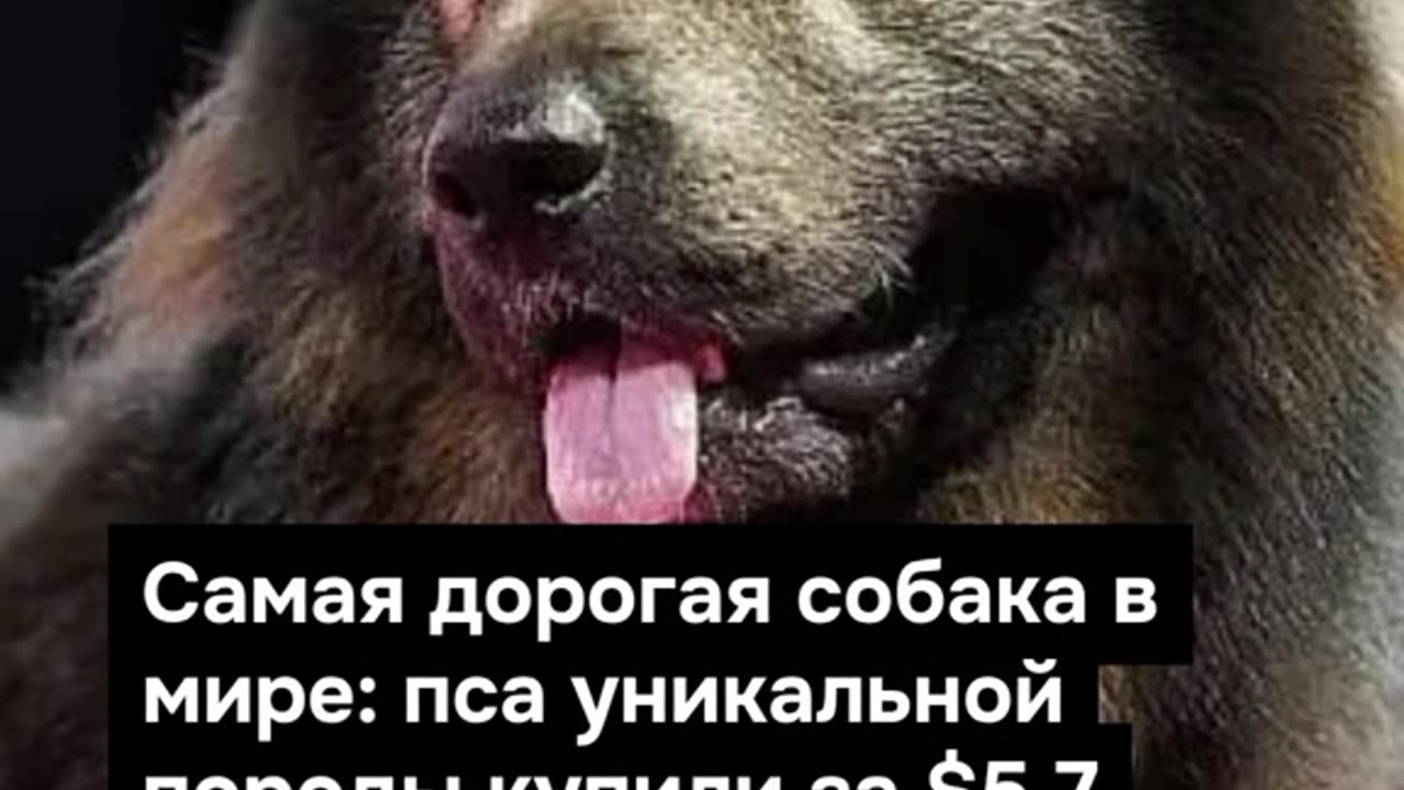 ПОЙНТ МОЛДОВА
