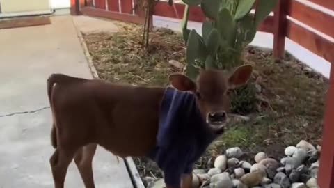 😂🐷 Merlin the Pig Gets a Timeout! | FunFM