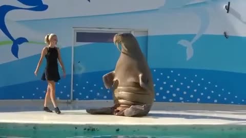 AQUA DREAM SHOW