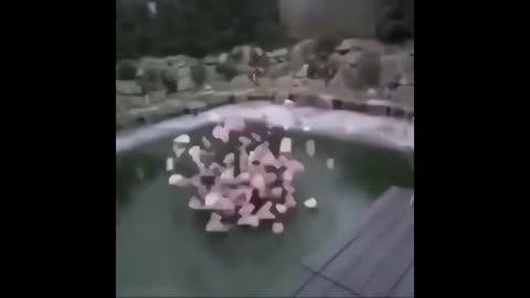 guy jumps on ice but instead of the ice he breaks