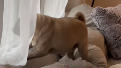 That noise sent me 😭🐾 😂 