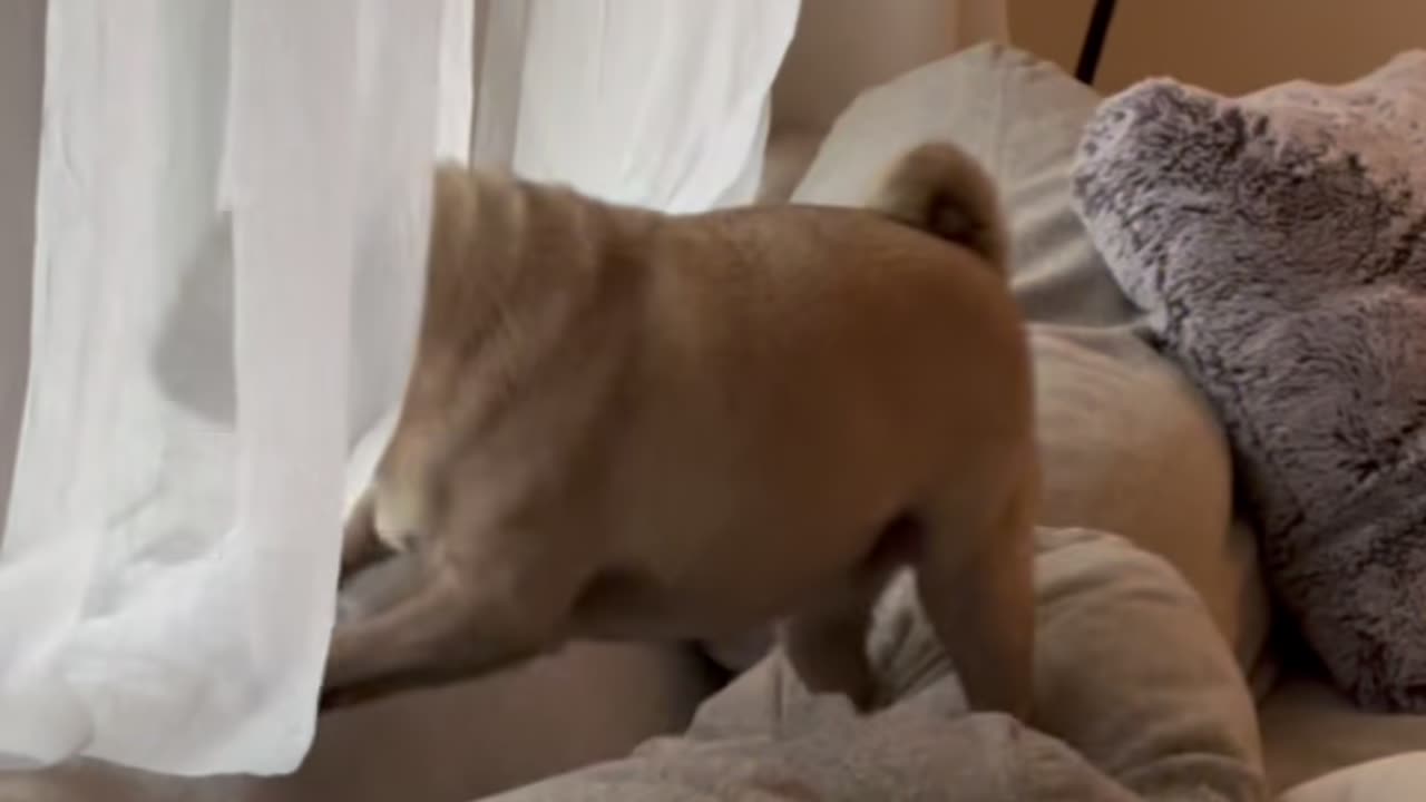 That noise sent me 😭🐾 😂