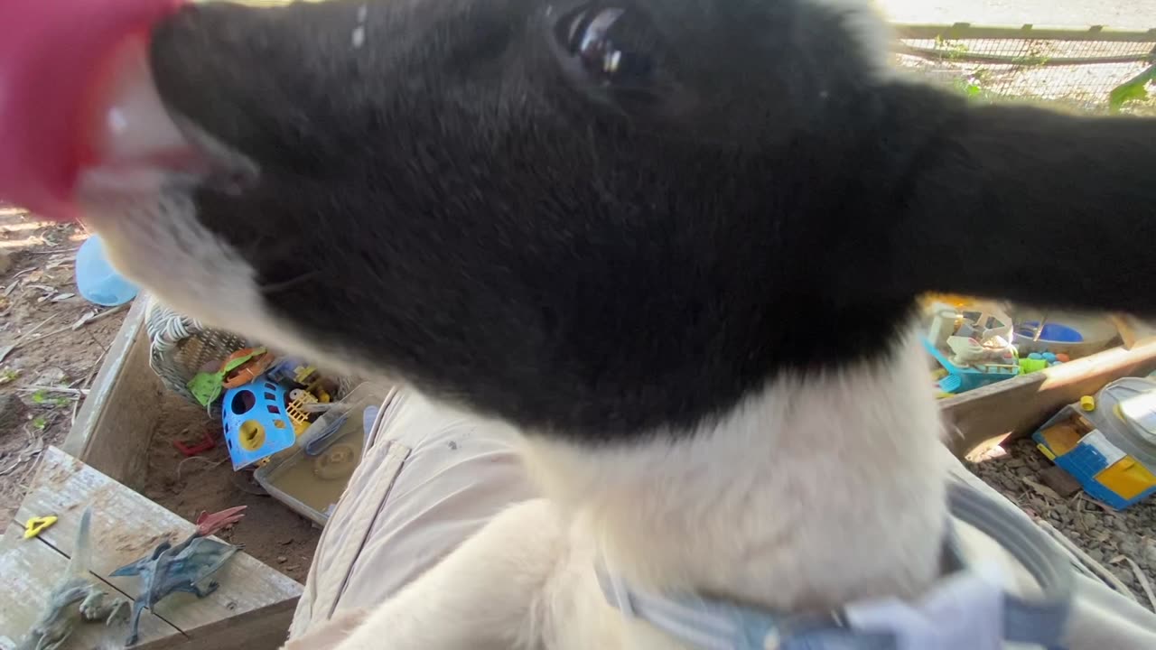 Heartwarming Close-Up: Bottle Feeding a Cute Orphan Lamb ||