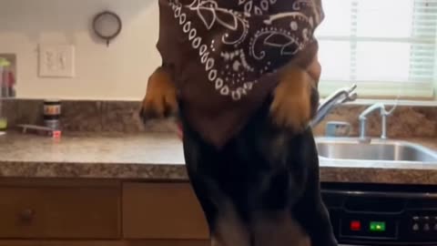 Get it Big Daddy!🥰🤣