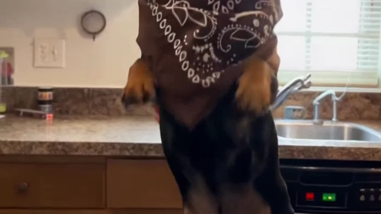 Get it Big Daddy!🥰🤣