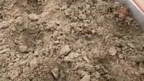 Do not plant these plants together!