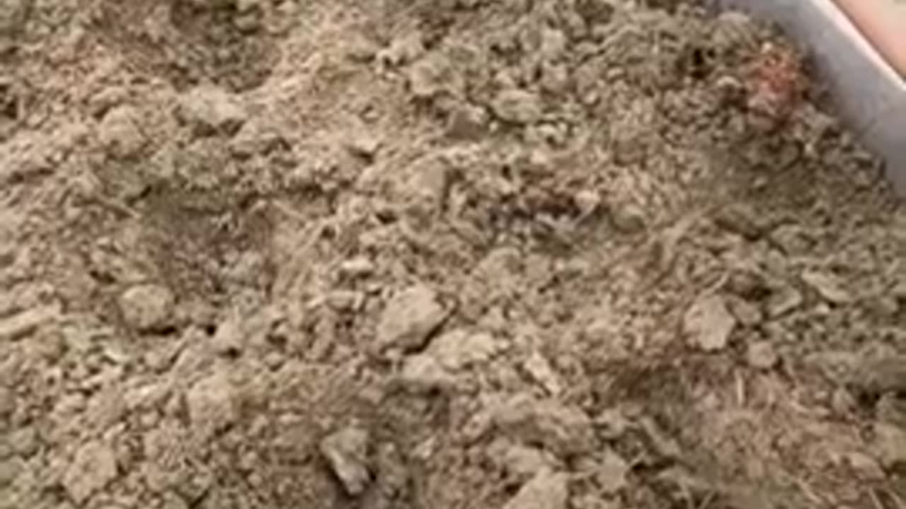 Do not plant these plants together!