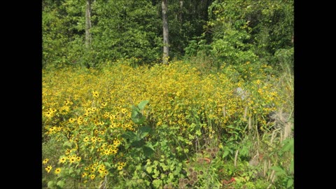 Cheerful Little Flower Brown-Eyed Susan Sept 2022