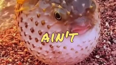 Funny Animal Videos 2023 - Comedy Voiceover! #12😹🐶🤣.mp4