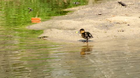 Cute Little Duckling