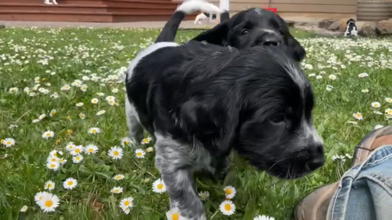 Large Munsterlander - Muddy Waters E Litter - Week 5 update