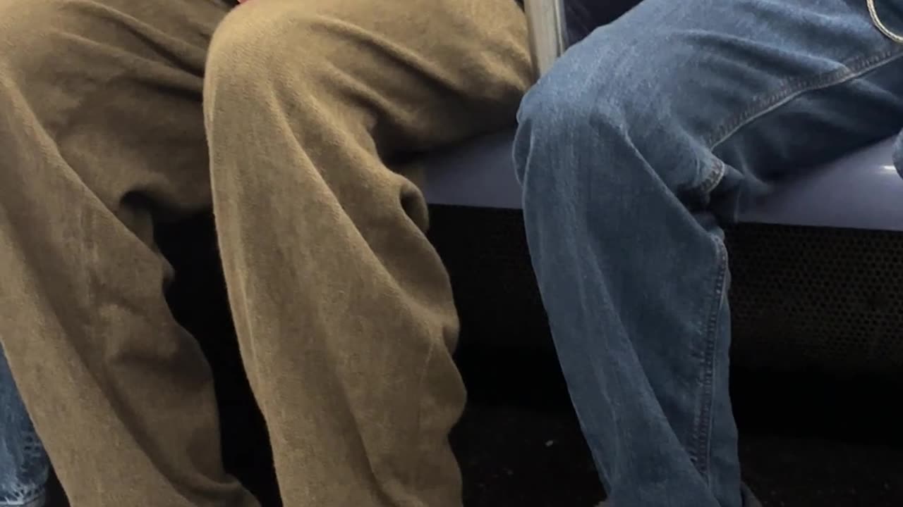 Little Dog Chilling on the L Train