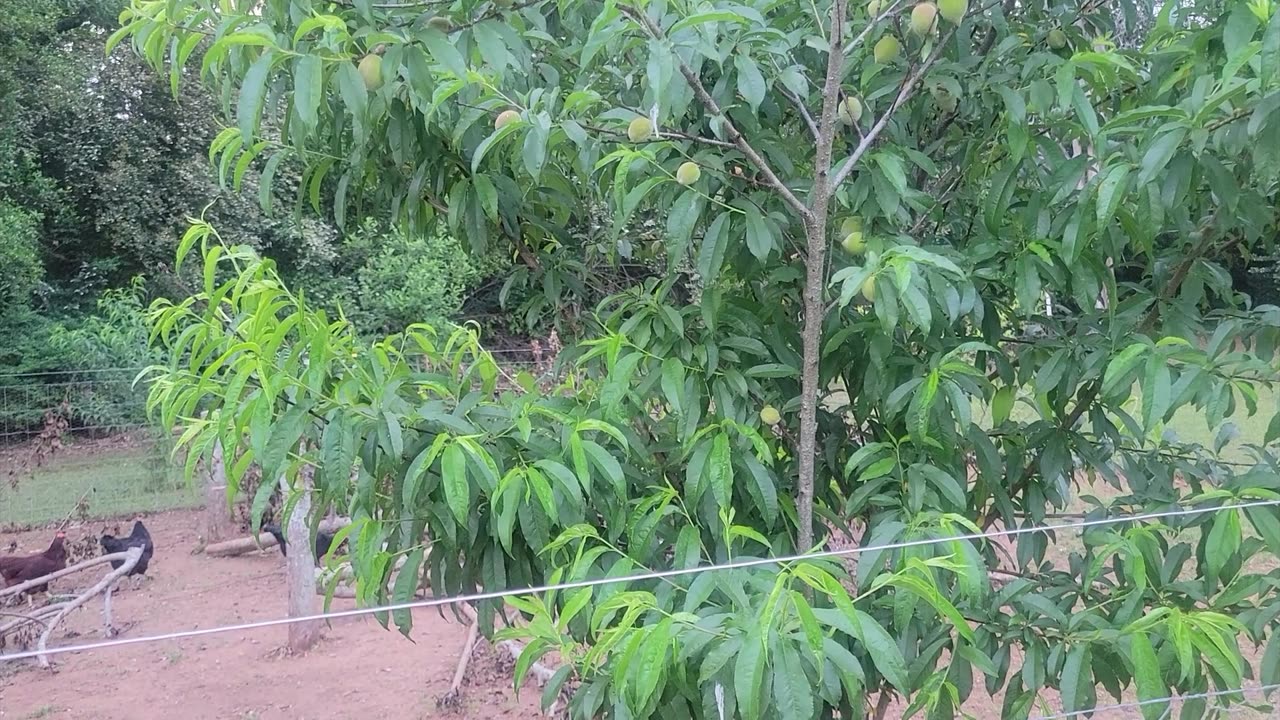 Getting a few things done and a garden update