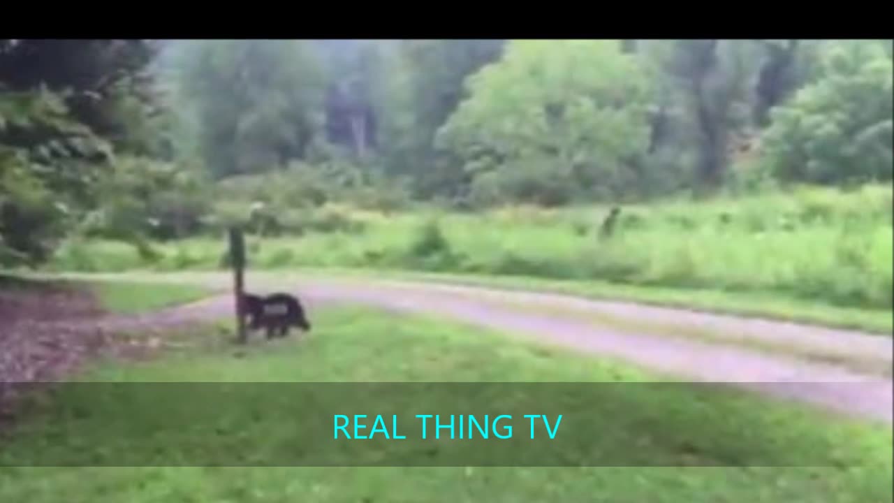 South Carolina issue sightings of Sasquatch