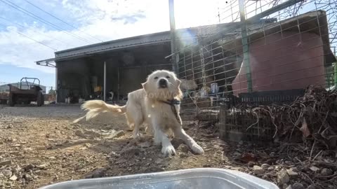 The puppy got excited after eating and started hopping around