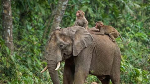 "10 Monkeys vs 1 Elephant – Wild Jungle Chaos!"