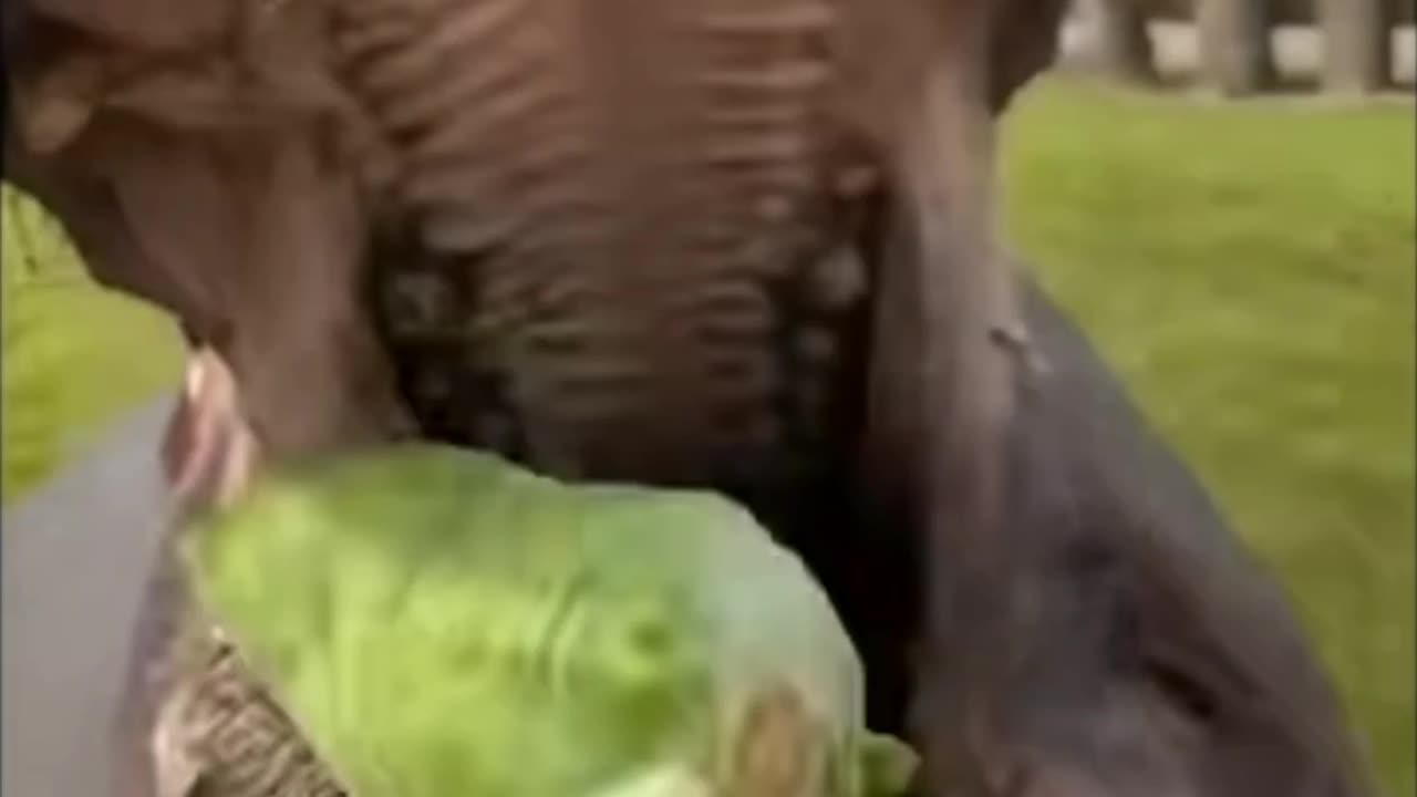 Hippo food eating very nice video