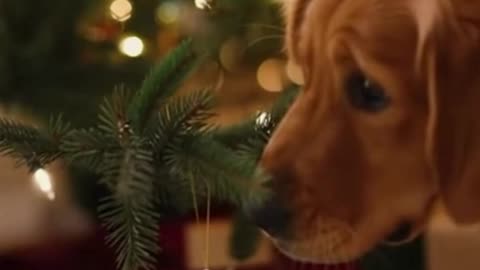 🐶🎄 My Dog Can’t Stop Playing with the Christmas Decor Ball… Too Cute! 😂✨