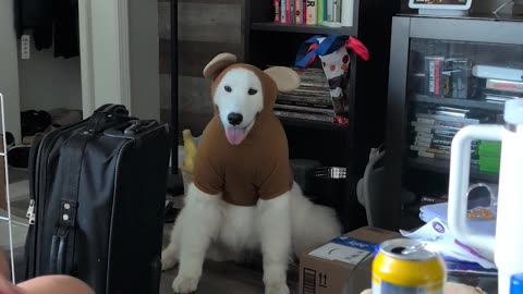 He Was Supposed to Be a Bear