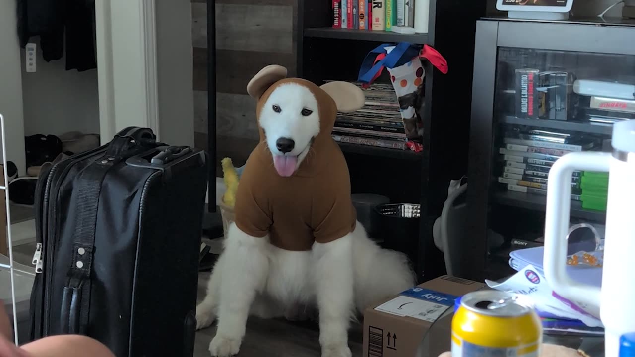 He Was Supposed to Be a Bear