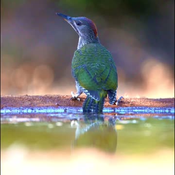 This Bird NEVER Saw It Coming… 🐦😳😂 | Sounds of Nature