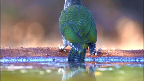 This Bird NEVER Saw It Coming… 🐦😳😂 | Sounds of Nature