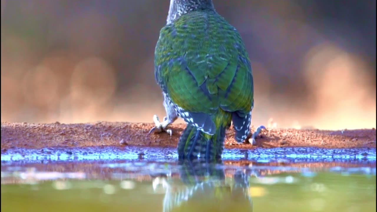This Bird NEVER Saw It Coming… 🐦😳😂 | Sounds of Nature