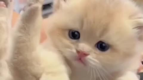 Cute cats